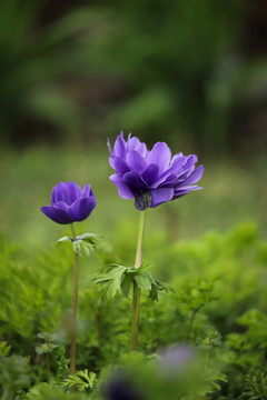 欧洲银莲花