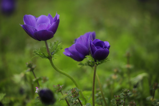 欧洲银莲花