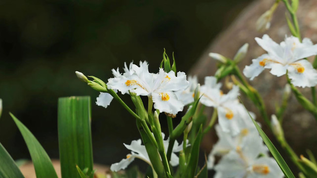 雏菊