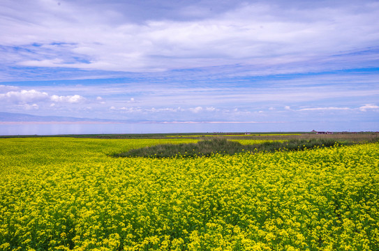 油菜花青海湖