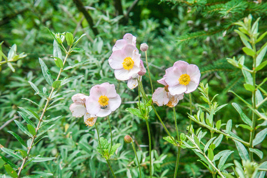 野棉花