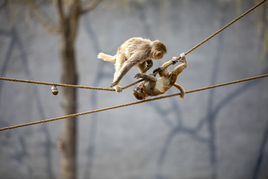 北京野生动物园猴子