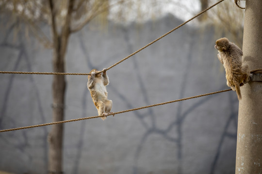 北京野生动物园猴子