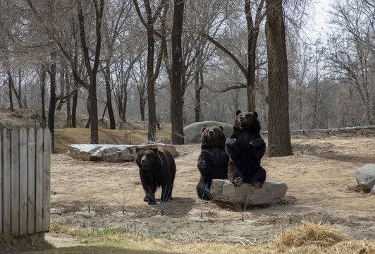 野生动物园里的黑熊