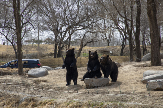 野生动物园里的黑熊