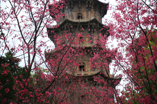 泉州开元寺的樱花