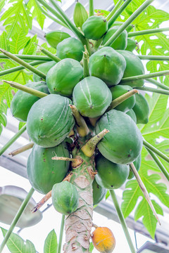 木瓜