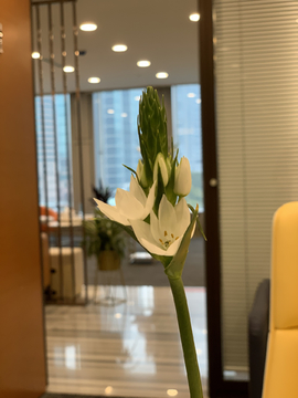 办公室插花