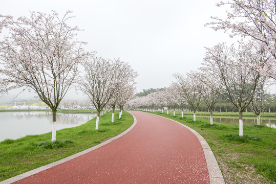 樱花小道