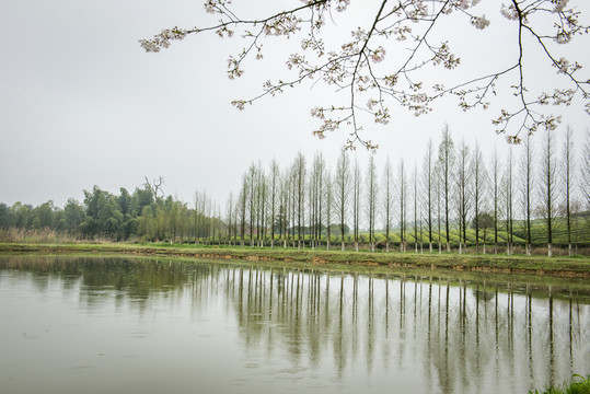 樱花