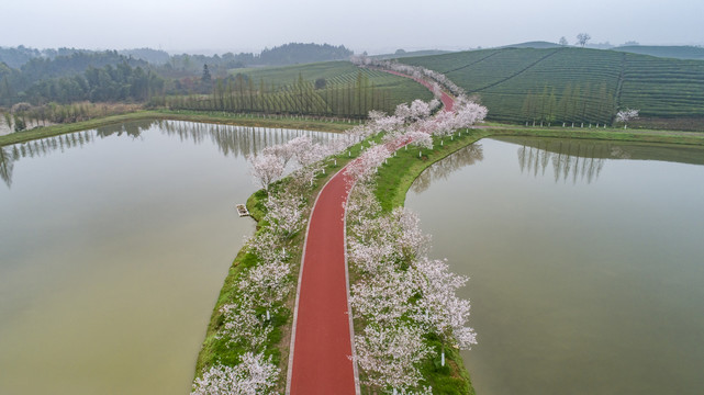 樱花小道