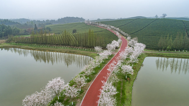 樱花小道