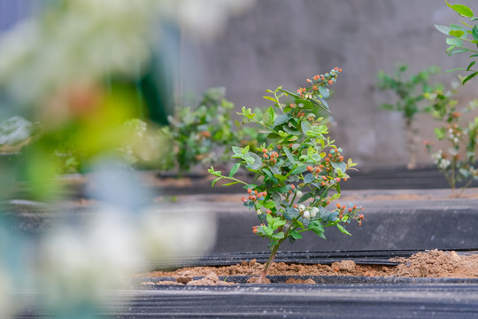 大棚里盛开得蓝莓花和蓝莓果