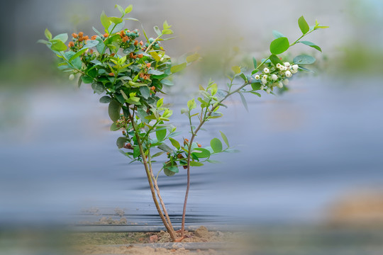 大棚里盛开得蓝莓花和蓝莓果