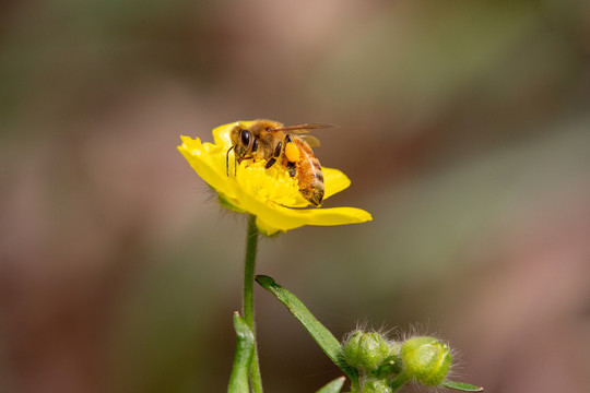 蜂恋花