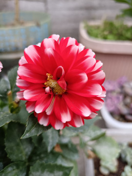小丽花
