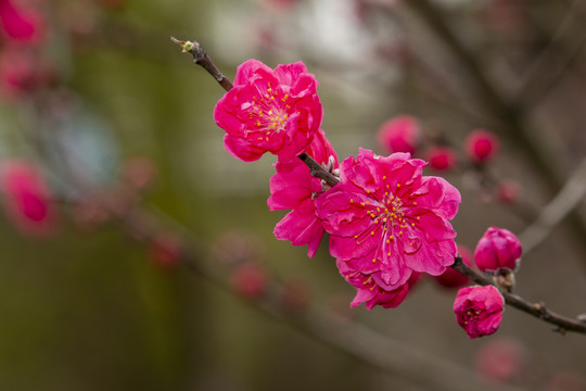 红色桃花