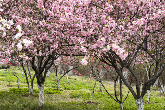 盛开的海棠花树