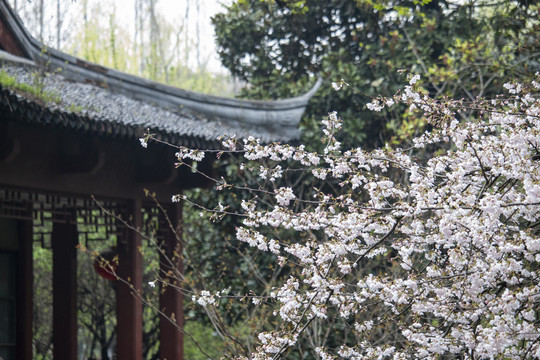 樱花盛开