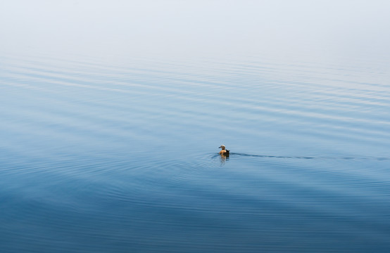 中国西部青海湖泊鸭子自由遨游