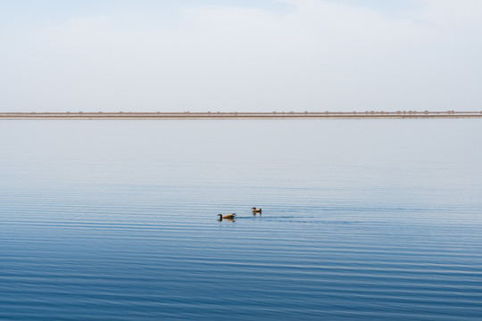 中国西部青海湖泊鸭子自由遨游