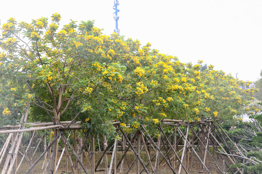 树上黄色的花朵