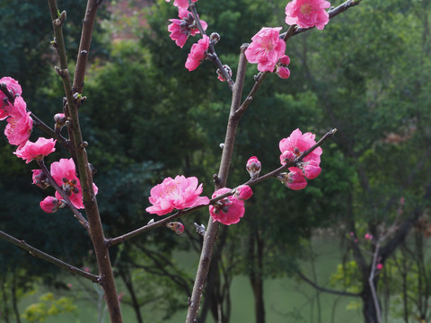 碧桃花