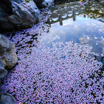 海棠花