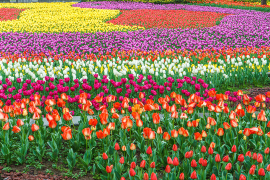 郁金香花田