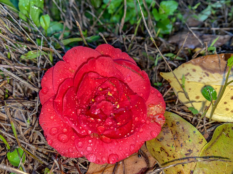 茶花