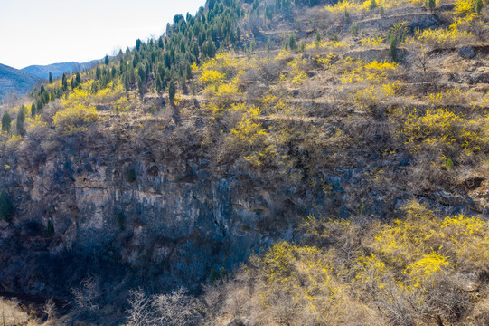 航拍济南南部山区山花烂漫28