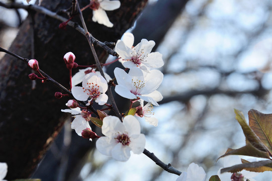 春暖花开