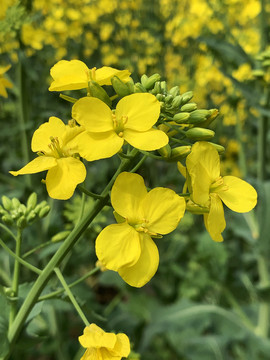 油菜花