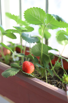 盆栽草莓苗