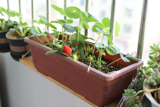 种在花盆里的草莓