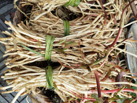 鱼腥草特写