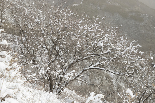 雪景