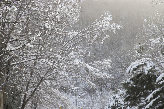 雪景