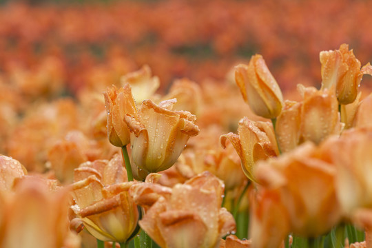 春天美丽的郁金香花瓣上的水珠