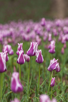雨后带水珠的紫色郁金香花蕾