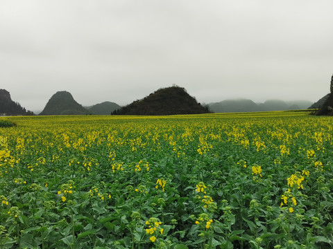 罗平油菜花