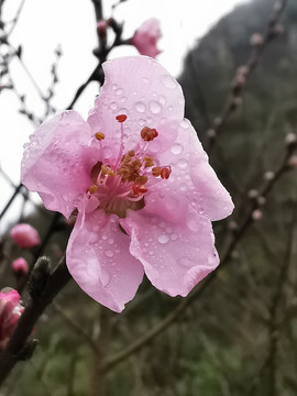 桃花雨露