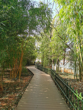竹林走廊