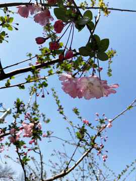 桃花朵朵