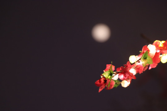 花和月亮