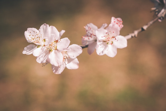 桃花