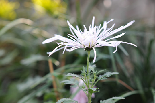 菊花素材