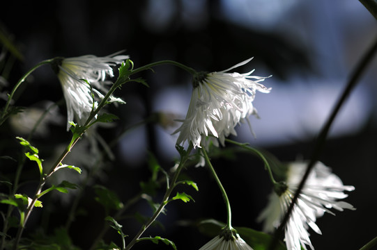 菊花素材