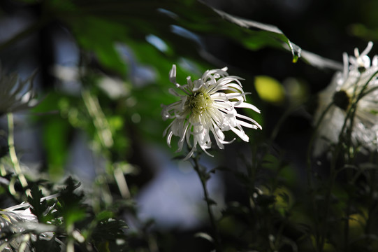 菊花素材