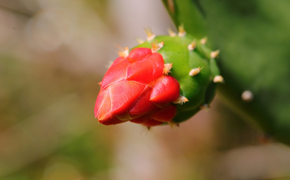 仙人掌花